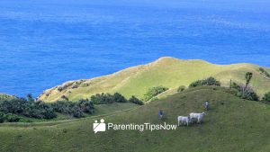 Family Travel to Batanes Rolling Hills and Stone Houses