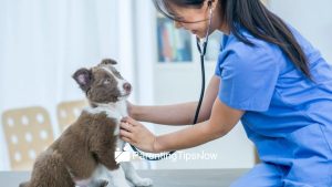 Fur Parenting Tip 5 Understanding your pet's health needs